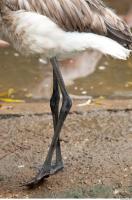 Leg texture of gray flamingo 0004